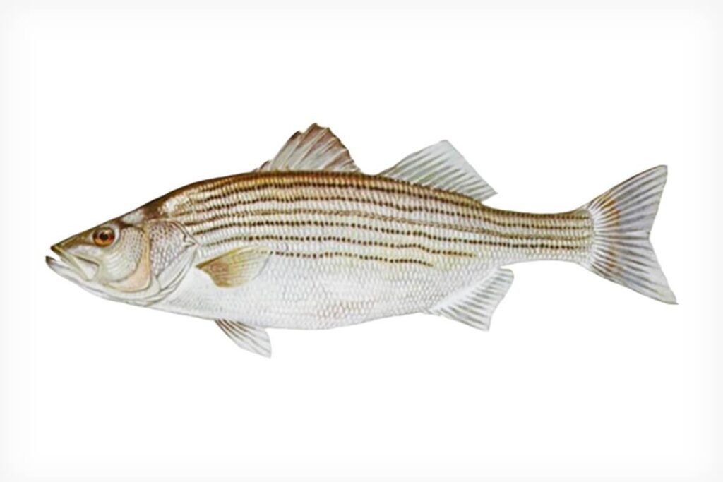 Descubre la Magia de los Stripers en el Centro de Barcelona